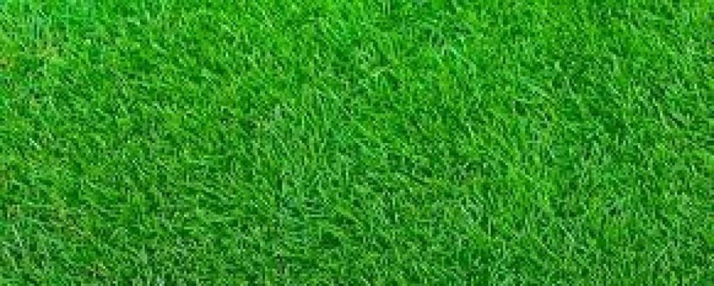 \"grass,